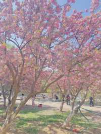 Cherry blossoms at Yuyuan Park Beijing