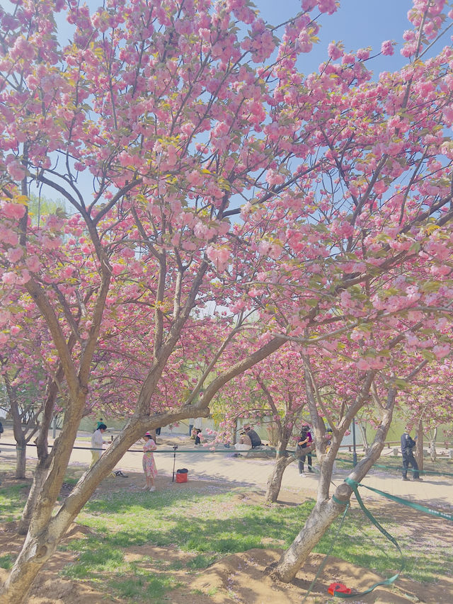 Cherry blossoms at Yuyuan Park Beijing