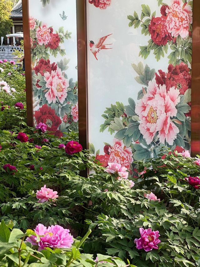 西安賞花遊興慶宮鬱金香花海太美了