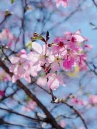 Baomo Garden in spring 