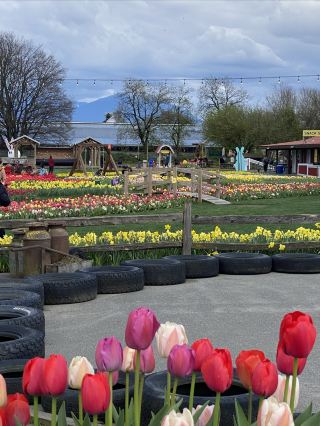 A tulip-filled amusement park with a snowy mountain backdrop