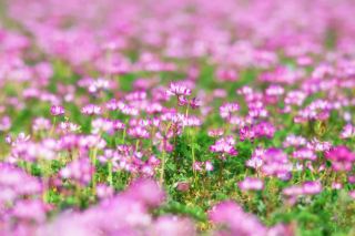 The once-a-year Chinese milk vetch is blooming like a dream in Yichun!