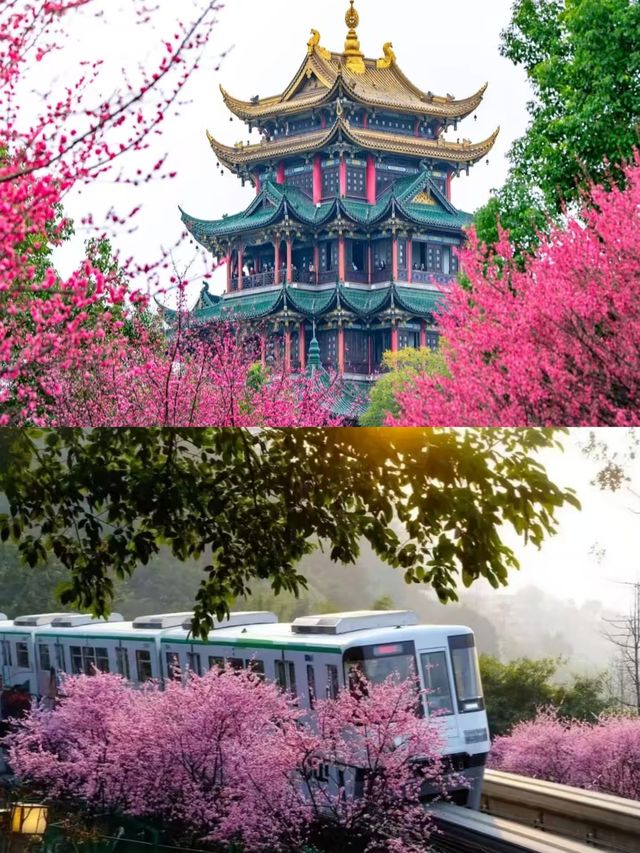 重慶已回，本地人推薦路線。