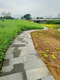 石岩湖濕地公園 | 環湖徒步騎行天花板