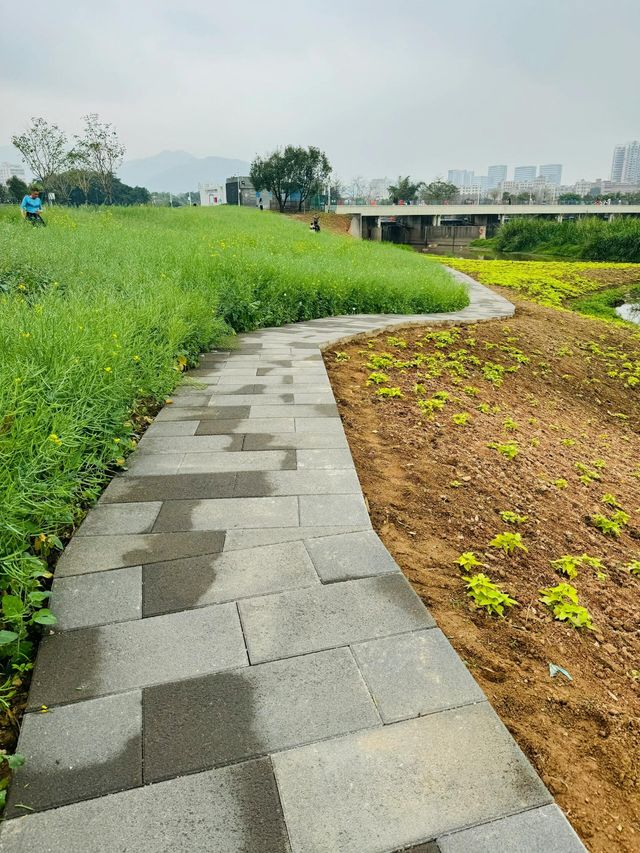 石岩湖濕地公園 | 環湖徒步騎行天花板