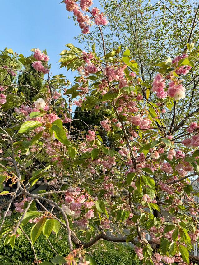 濰坊坊茨美術館 | 春日櫻花限定浪漫