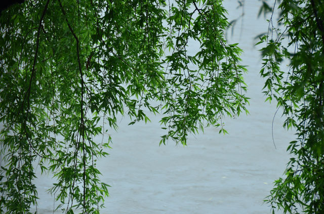 雨後運河畔，枕河居盡顯愜意慵懶