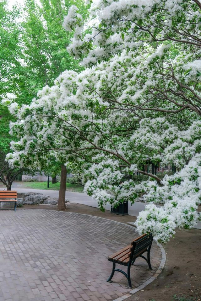 春雨限定 | 在紫竹院邂逅一場江南煙雨夢