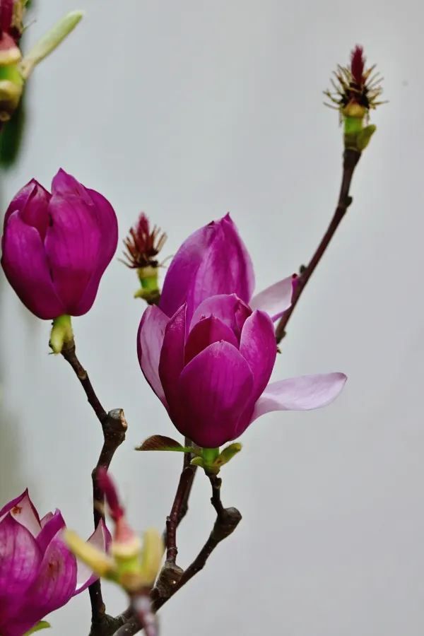 🌺香港維多利亞公園花卉展：遠東的萬花筒
