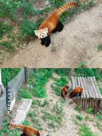大連森林動物園