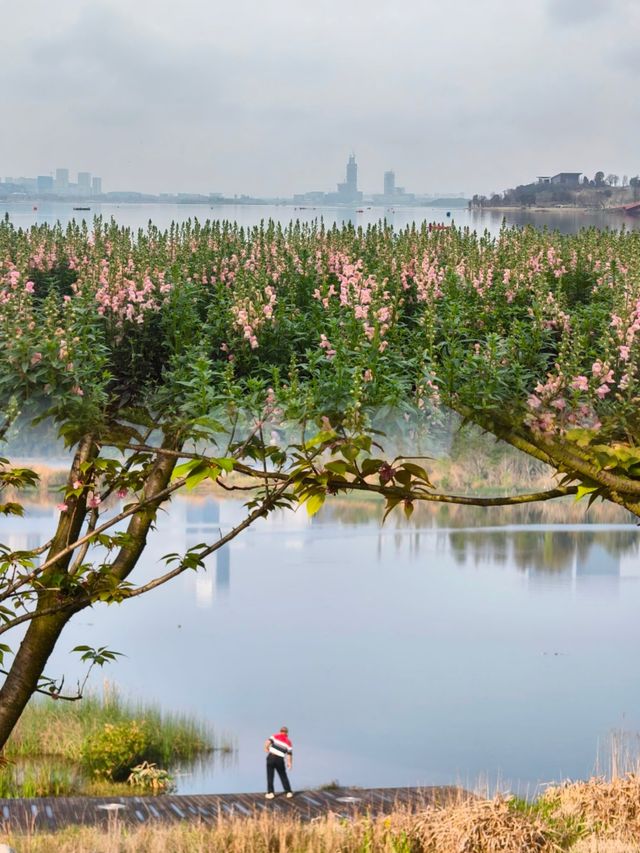 在成都，必推薦嘅興隆湖濕地公園，感受踏青魅力