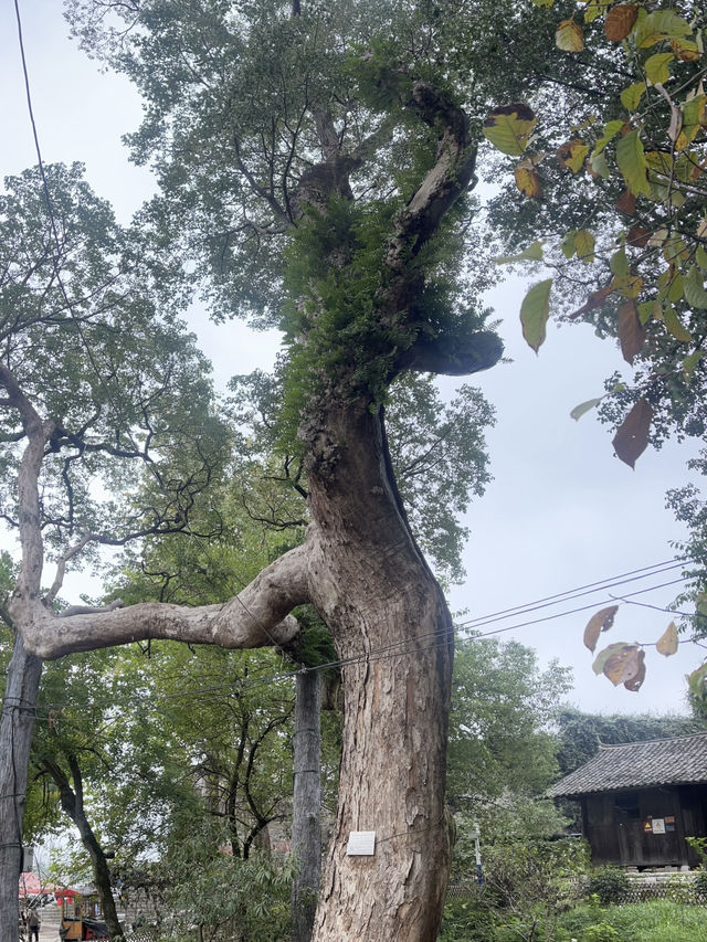🏮穿越時光！懷化荊坪古村
