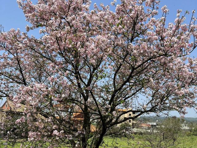 🌸淡水天元宮｜邂逅浪漫櫻花雨🌸