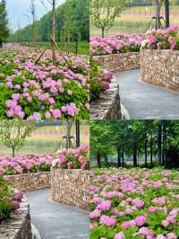 情侶約會擁抱花與海濱江森林公園