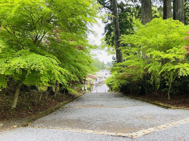 壇上伽藍的春日：在高野山相遇