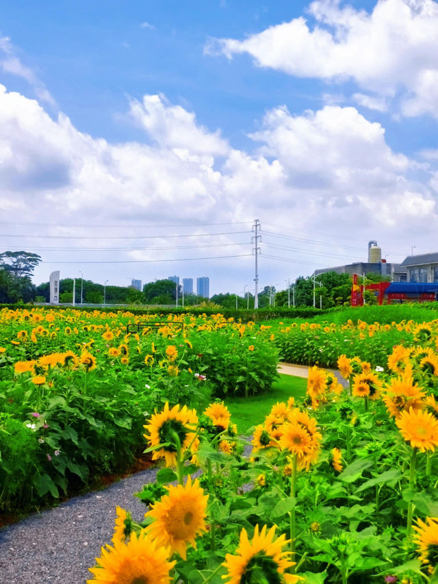 🌻邂逅廣州限定浪漫！向日葵花海美出圈