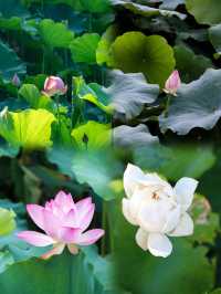 6月賞花花海打卡指南，解鎖限定浪漫！