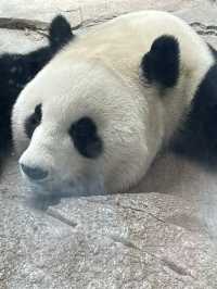 PANDA PANDA熊猫🐼好可爱～