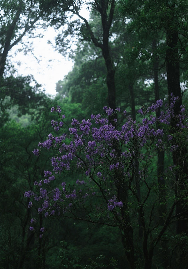 杜鵑花開時，我在阿納果等你！