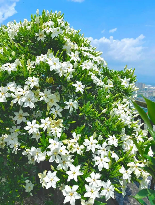 梔子花丨且聽風吟 靜待花開