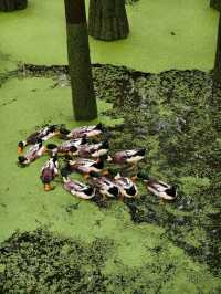 The Truth about the "Matcha Lake" in Qingshanhu