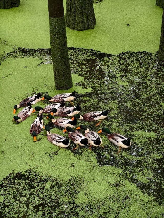 The Truth about the "Matcha Lake" in Qingshanhu