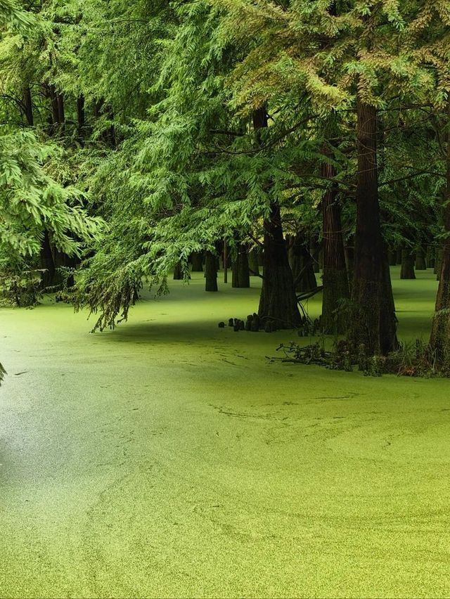 The Truth about the "Matcha Lake" in Qingshanhu