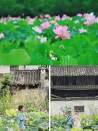 婺源四大荷塘靚到癲