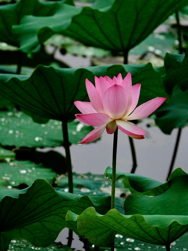 🪷 廣州夏日限定｜螺湧公園荷花拍照全攻略