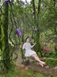 臨沂25℃幻夏秘境！躲進森林當仙女