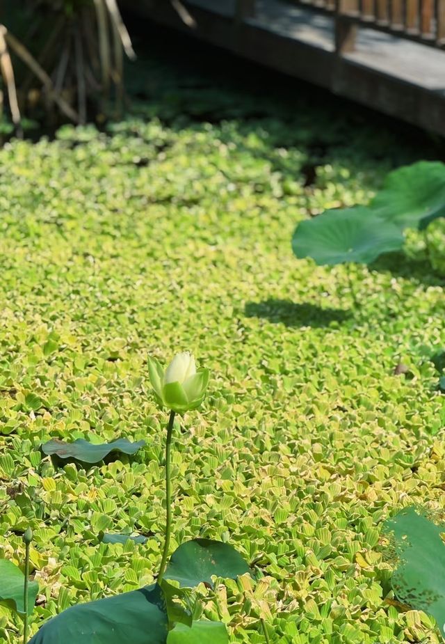 住錦江之星品尚，逛五緣灣濕地公園