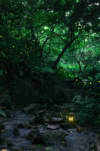 喺西雙版納，遇見螢火蟲嘅盛夏夜之夢