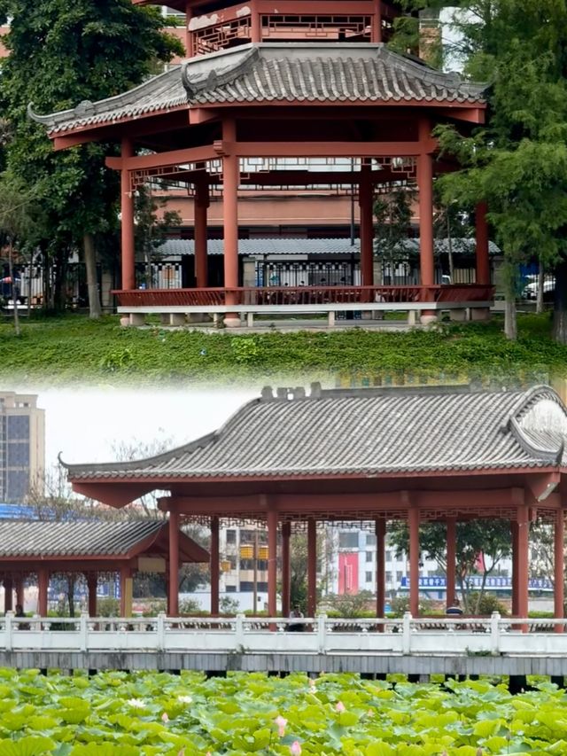廣州夏日賞荷，人少景靚仲初戀