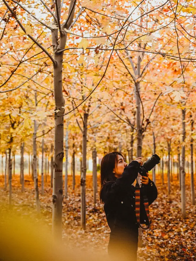 Dalian Autumn Scenery Collection | Where to Go in the Next Month