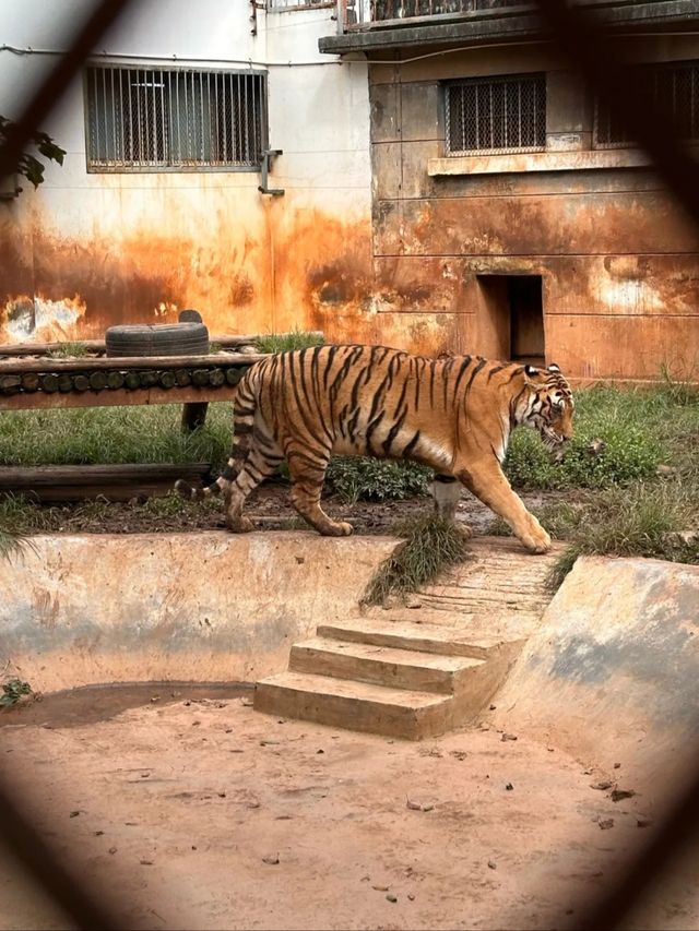 春城動物園奇遇記！20元看遍500種神奇動物！
