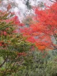 長沙｜總要去一次愛晚亭吧絕美紅葉勝地