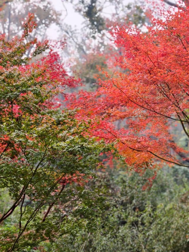 長沙｜總要去一次愛晚亭吧絕美紅葉勝地