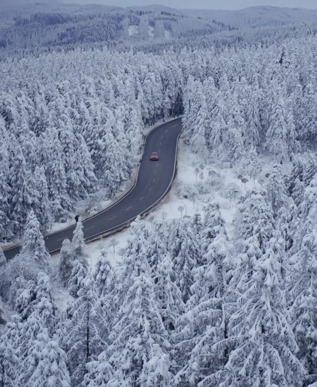 重慶下雪了！衝！仙女山2日遊保姆級攻略！