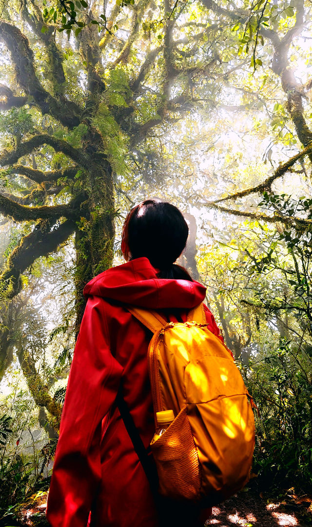 高黎貢徒步｜不玩虛的！兩種收費+各種路線