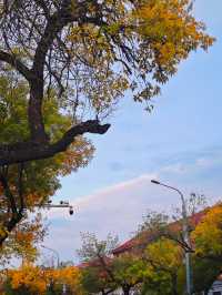 北京賞秋最美街道