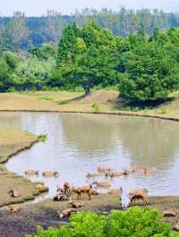 泰州溱湖濕地公園,真實體驗及攻略解析