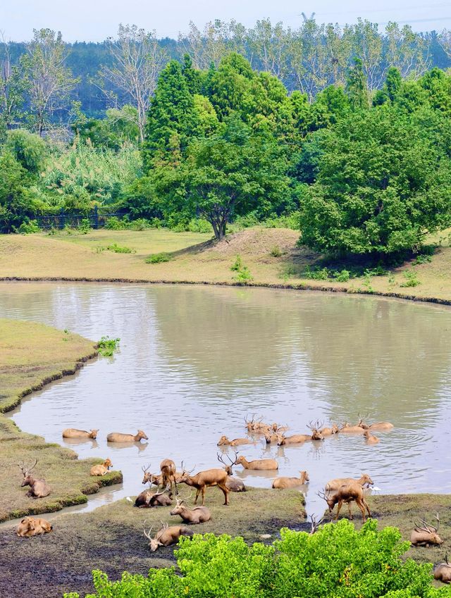 泰州溱湖濕地公園,真實體驗及攻略解析 泰州溱湖濕地公園,真實體驗及攻略解析