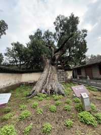 鄭州 / 嵩陽書院