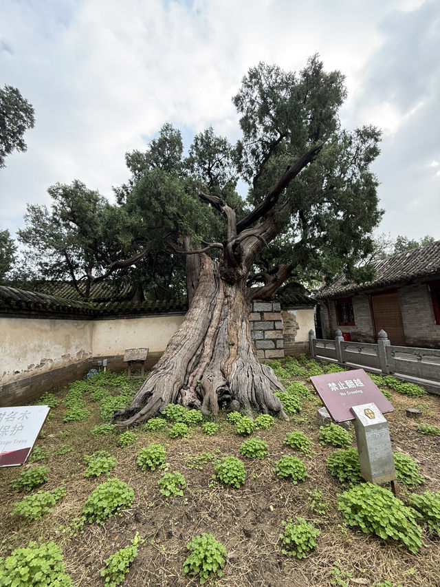 鄭州 / 嵩陽書院