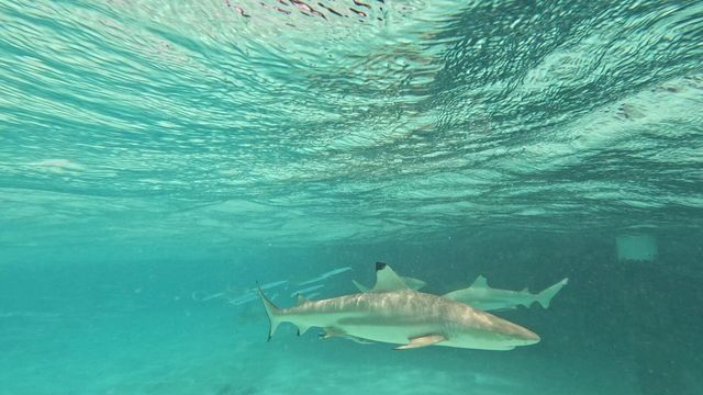 A Perfect Getaway at Sun Island Resort A Perfect Getaway at Sun Island Resort