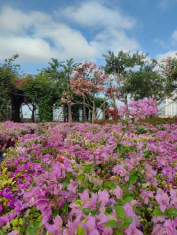 花海長廊已開啟賞花模式