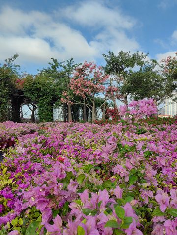花海長廊已開啟賞花模式