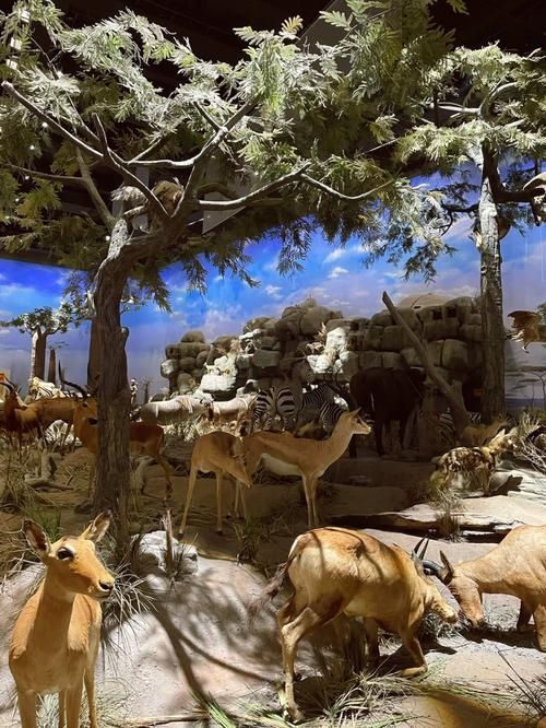 上海自然博物館 | 會呼吸的綠螺,超震撼的自然世界! 上海自然博物館 | 會呼吸的綠螺,超震撼的自然世界!