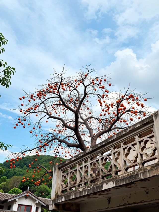 東爐村,一半是鄉愁,一半是童話,全是秋天! 東爐村,一半是鄉愁,一半是童話,全是秋天!