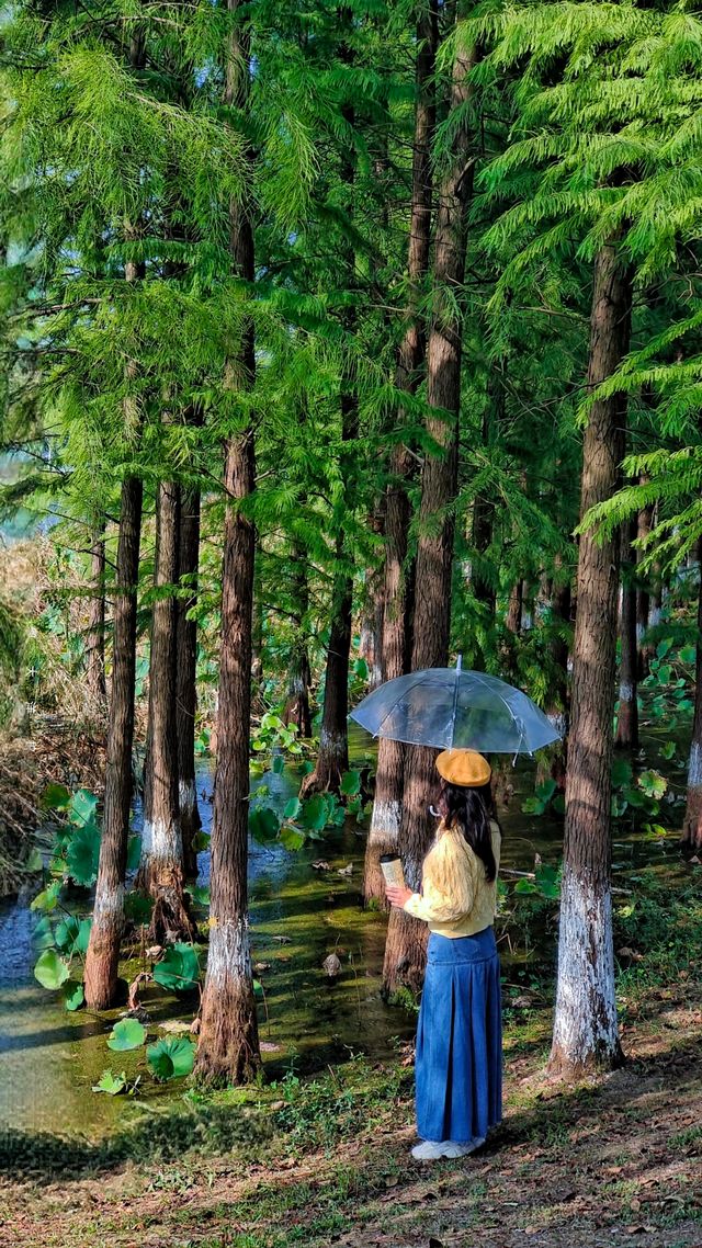 南昌紅葉季打卡指南這幾個地方強烈推薦！